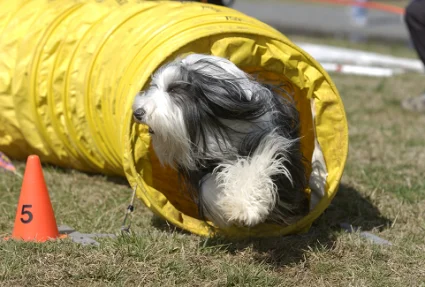 Blaze-yellow-tunnel-Karen-q1g6fm1ff76hhrfe8bor4bq8ovwc7g5mddijk6vypi