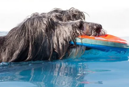 frisbee-and-water-q1c1jk7d8voa3v785wvf5ez4pwwnuy4ifl3tlsaeeu