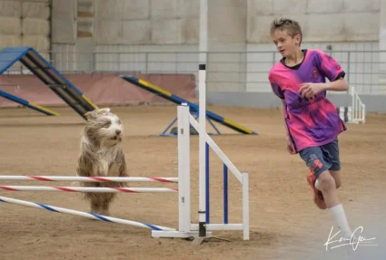 kim-kreuger-son-Beardie-agility-q1z2gdr3nfiazrqrq9smmospbdasq745hxp1od08dy