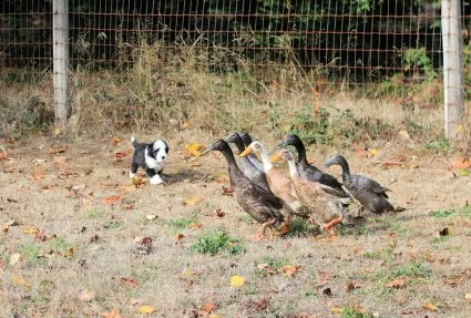 pup-instinct-test-ducks-q0ri2x0uam0pnz660zrd91jf8mo7yc0ifmrc46zdyu
